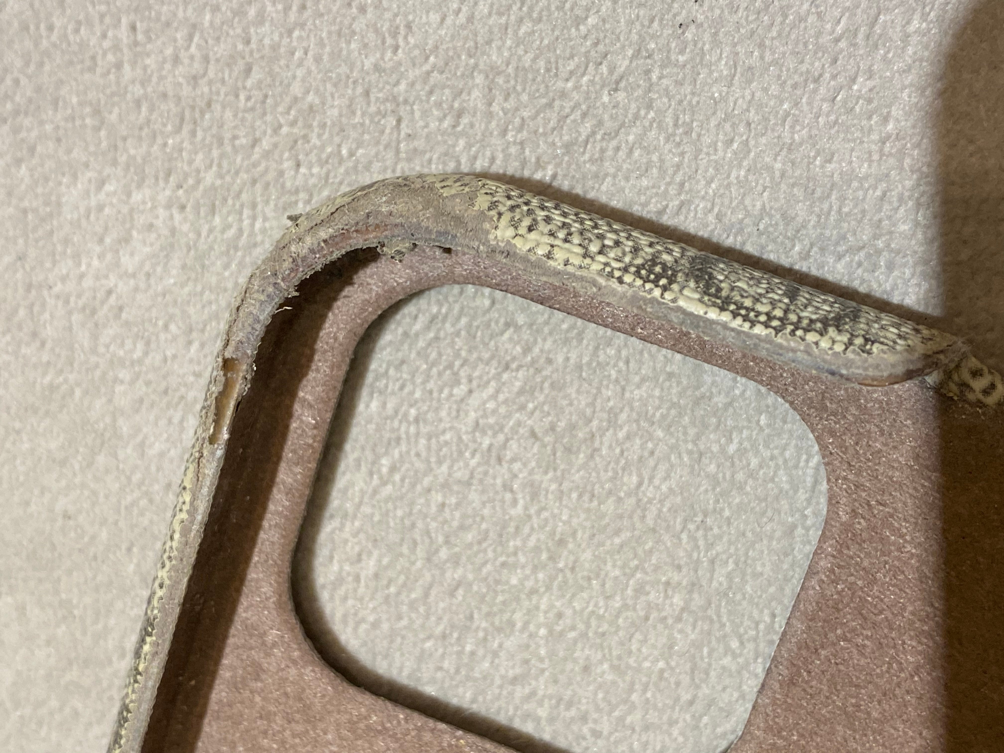 Gucci Ebony GG Mobile Cover-Phone Cover-Gucci-The Closet Egypt